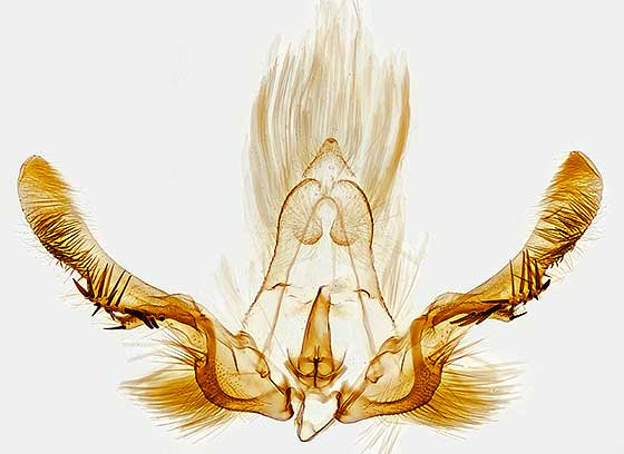 Olethreutes baccatanum